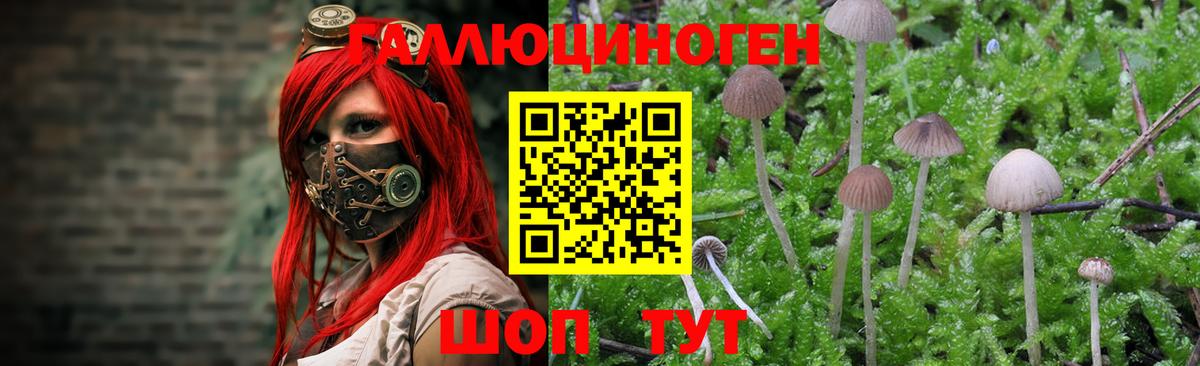 хочу наркоту  Галлюциногенные грибы прущие грибы  Вход с VPN  Сатка  Псилоцибиновые грибы Psilocybe 